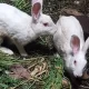 Rabbits Newziland breed