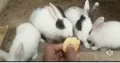 Rabbits