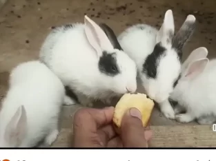 Rabbits