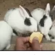 Rabbits