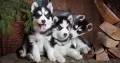 Husky Puppies