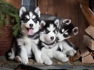 Husky Puppies