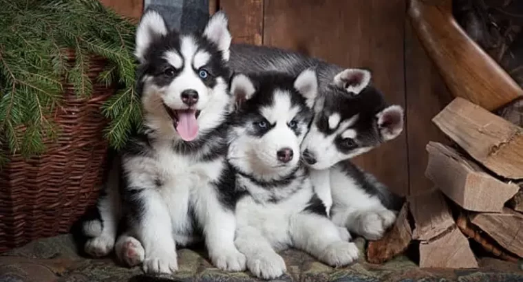 Husky Puppies