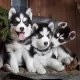 Husky Puppies