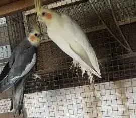 cockatiel pair