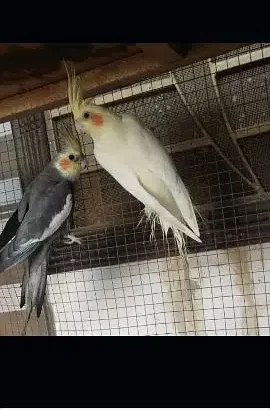 cockatiel pair