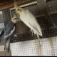 cockatiel pair