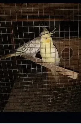 cockatiel pair