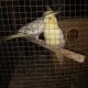 cockatiel pair