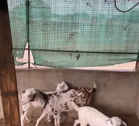 3 goats bakra and bakri