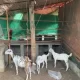 3 goats bakra and bakri