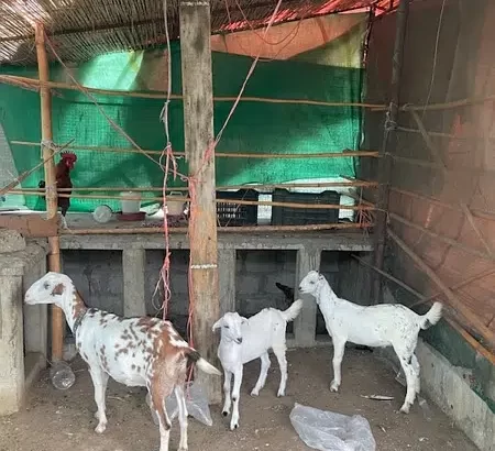 3 goats bakra and bakri