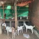 3 goats bakra and bakri