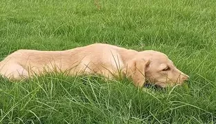 Labrador female puppy for sale