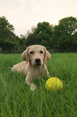 Labrador female puppy for sale