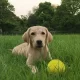 Labrador female puppy for sale