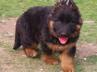 German shepherd puppie