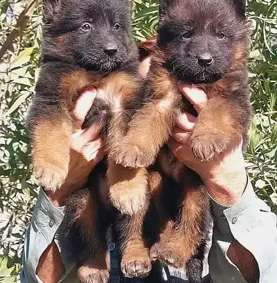 German shepherd puppie