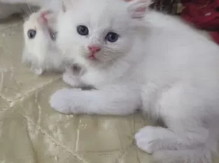 Persian cat pair male and female