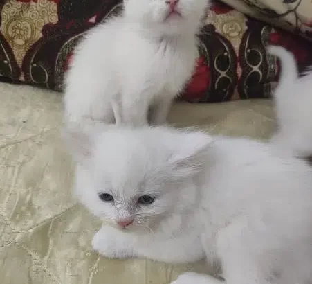 Persian cat pair male and female