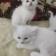 Persian cat pair male and female