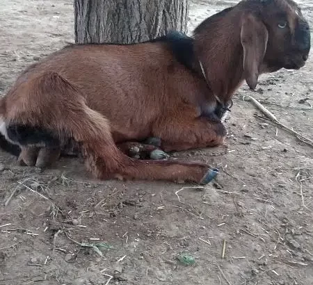 Bakra teddi