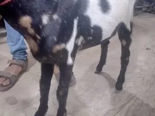 Bakra