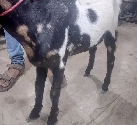 Bakra