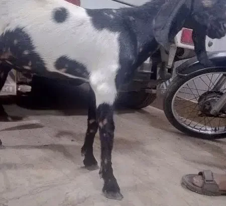 Bakra