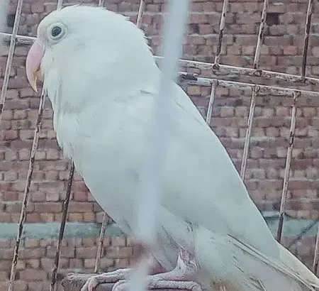 female white