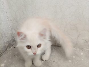 Selling male persian kitten