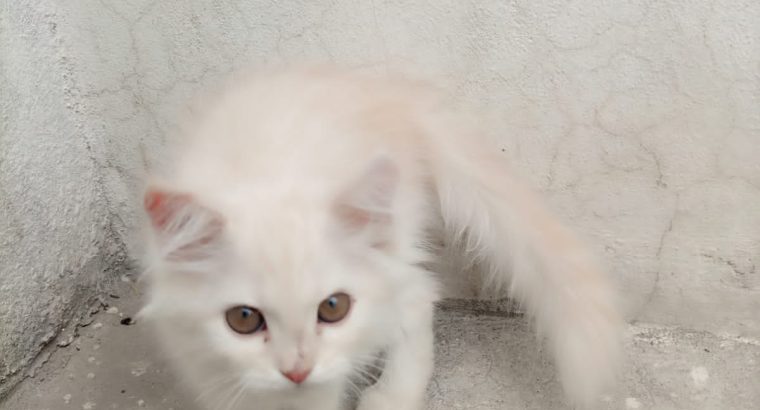 Selling male persian kitten