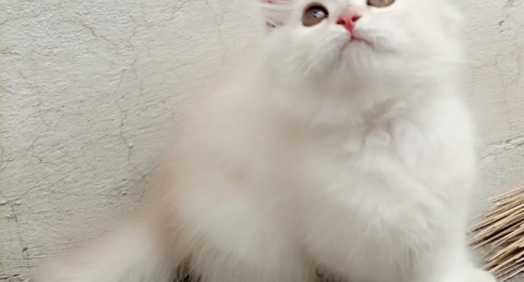 Selling male persian kitten