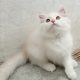 Selling male persian kitten