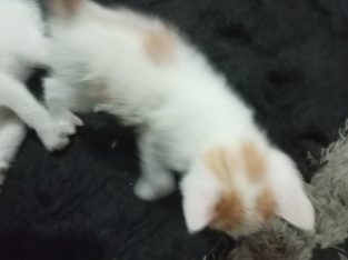 kitten for sale