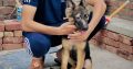 German shepherd puppies for sale pair