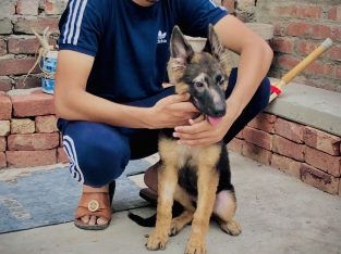 German shepherd puppies for sale pair