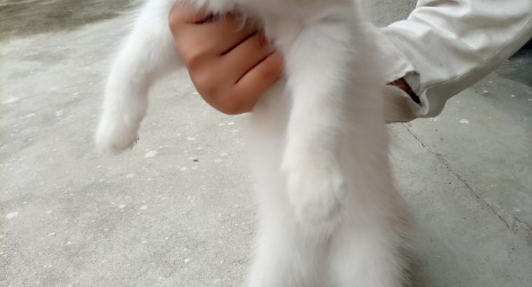 Selling male persian kitten