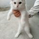 Selling male persian kitten