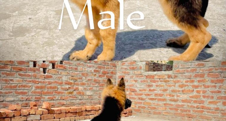 German shepherd puppies for sale pair