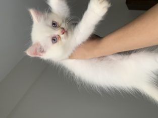 Persian kitten for sale