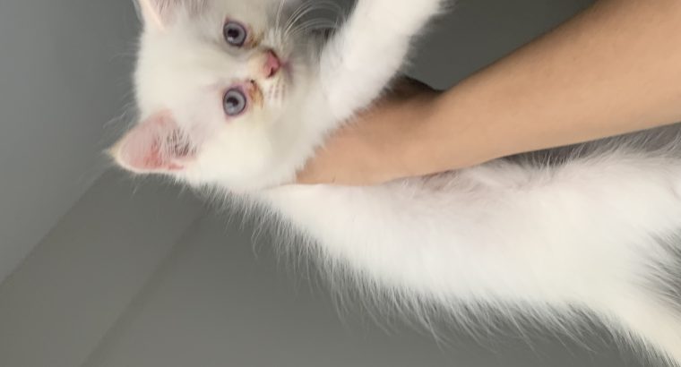 Persian kitten for sale