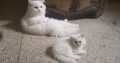 Persian kittens triple coat.