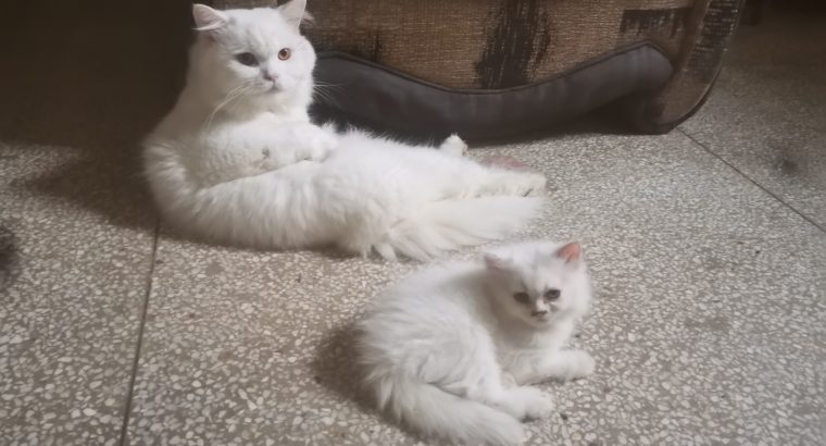 Persian kittens triple coat.