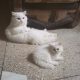 Persian kittens triple coat.