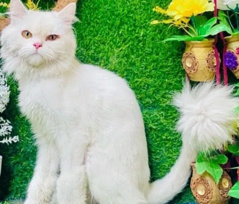 Persian 6 month old cat with odd eyes friendly