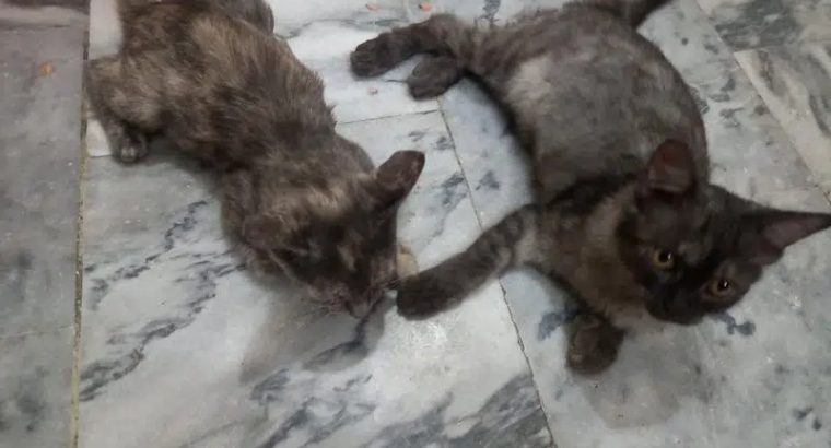 Persian double coat kittens