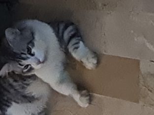 Turkish Angora