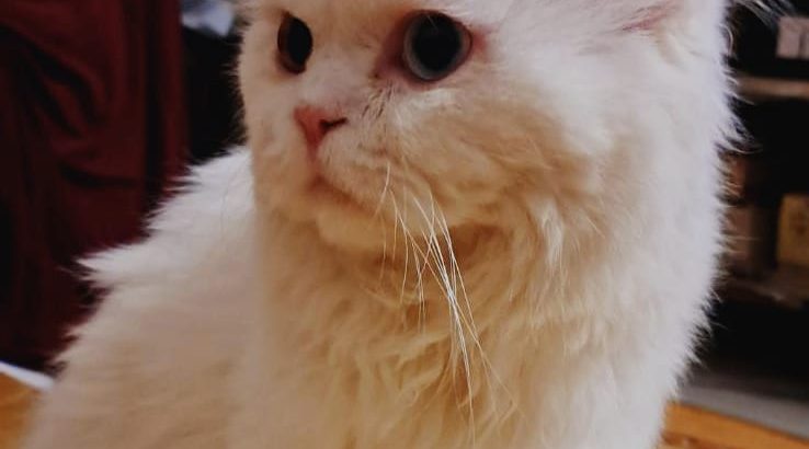 Adorable Male Persian Triple Coat Odd Eyes Cat