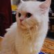 Adorable Male Persian Triple Coat Odd Eyes Cat